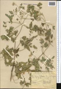 Clematis orientalis L., Middle Asia, Western Tian Shan & Karatau (M3) (Uzbekistan)