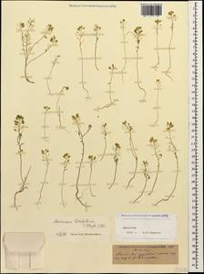 Meniocus linifolius (Stephan ex Willd.) DC., Caucasus, Dagestan (K2) (Russia)