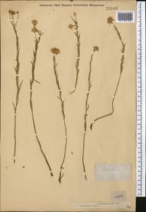 Galatella hauptii (Ledeb.) Lindl. ex DC., Middle Asia, Muyunkumy, Balkhash & Betpak-Dala (M9) (Kazakhstan)