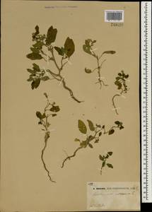 Heliotropium europaeum L., South Asia, South Asia (Asia outside ex-Soviet states and Mongolia) (ASIA) (China)