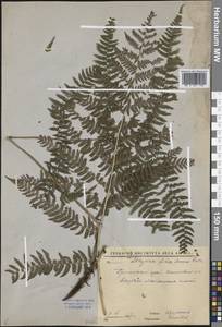 Athyrium filix-femina (L.) Roth, Siberia, Russian Far East (S6) (Russia)