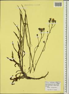 Picris strigosa subsp. canescens (Stev.) Lack, Caucasus, Krasnodar Krai & Adygea (K1a) (Russia)