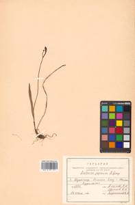 Eleorchis japonica (A.Gray) F.Maek., Siberia, Russian Far East (S6) (Russia)