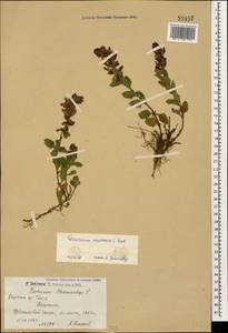 Teucrium chamaedrys subsp. nuchense (K.Koch) Rech.f., Caucasus, Armenia (K5) (Armenia)