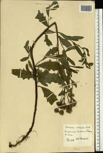 Cirsium arvense (L.) Scop., Eastern Europe, Central region (E4) (Russia)