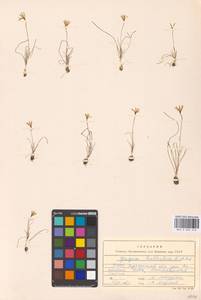 Gagea bulbifera (Pall.) Salisb., Eastern Europe, South Ukrainian region (E12) (Ukraine)