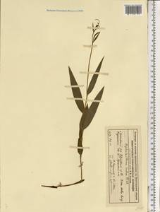 Cephalanthera rubra (L.) Rich., Eastern Europe, Volga-Kama region (E7) (Russia)
