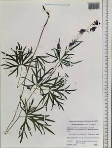 Aconitum ambiguum subsp. baicalense (Turcz. ex Rapaics) Vorosch., Siberia, Russian Far East (S6) (Russia)