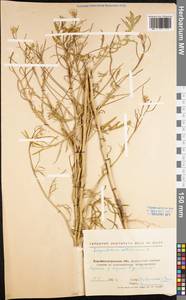 Sisymbrium altissimum L., Eastern Europe, North Ukrainian region (E11) (Ukraine)