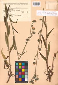 Picris hieracioides subsp. hieracioides, Eastern Europe, Moldova (E13a) (Moldova)