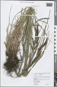 Carex acuta L., Siberia, Baikal & Transbaikal region (S4) (Russia)