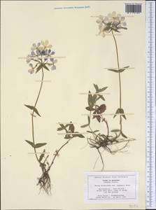 Phlox divaricata subsp. laphamii (Alph. Wood) Wherry, America (AMER) (United States)