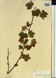 Ribes spicatum subsp. lapponicum Hyl., Siberia, Baikal & Transbaikal region (S4) (Russia)