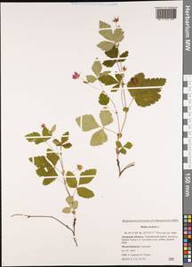 Rubus arcticus L., Siberia, Russian Far East (S6) (Russia)