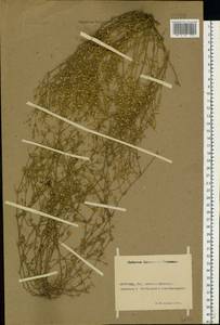 Arenaria serpyllifolia L., Eastern Europe, Rostov Oblast (E12a) (Russia)