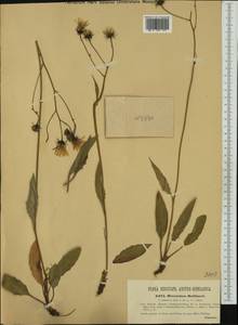 Hieracium dollineri Sch. Bip. ex F. W. Schultz, Western Europe (EUR) (Austria)