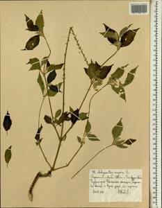Achyranthes aspera L., Africa (AFR) (Ethiopia)