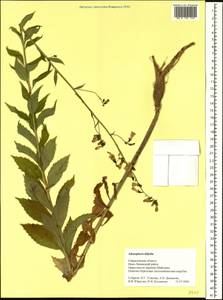 Adenophora liliifolia (L.) A.DC., Eastern Europe, Eastern region (E10) (Russia)