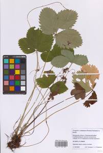 Fragaria × ananassa (Weston) Rozier, Eastern Europe, Moscow region (E4a) (Russia)