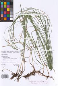 Carex brizoides L., Eastern Europe, Western region (E3) (Russia)