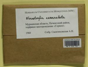 Sarmentypnum exannulatum (Schimp.) Hedenäs, Bryophytes, Bryophytes - Karelia, Leningrad & Murmansk Oblasts (B4) (Russia)