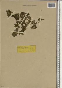 Heliotropium supinum L., South Asia, South Asia (Asia outside ex-Soviet states and Mongolia) (ASIA) (Turkey)