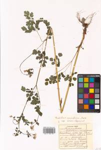 Thalictrum sparsiflorum Turcz. ex Fisch. & C. A. Mey., Siberia, Russian Far East (S6) (Russia)