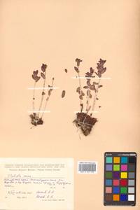 Phedimus stevenianus (Rouy & E.G.Camus) 't Hart, Siberia, Russian Far East (S6) (Russia)