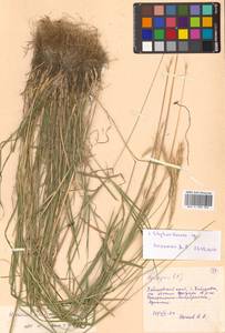 Hordeum roshevitzii Bowden, Siberia, Russian Far East (S6) (Russia)