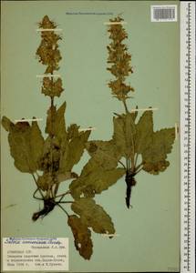 Salvia staminea Montbret & Aucher ex Benth., Caucasus, Armenia (K5) (Armenia)