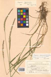 Elymus alaskanus (Scribn. & Merr.) Á.Löve, Siberia, Chukotka & Kamchatka (S7) (Russia)