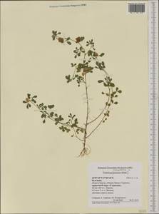 Trifolium campestre Schreb., Western Europe (EUR) (Bulgaria)