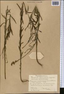 Linaria transiliensis Kuprian., Middle Asia, Western Tian Shan & Karatau (M3) (Kyrgyzstan)