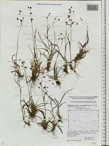 Luzula arcuata subsp. unalaschkensis (Buch.) Hultén, Siberia, Russian Far East (S6) (Russia)