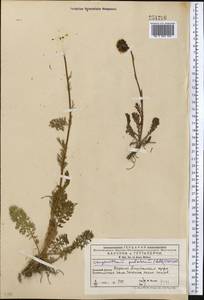 Tanacetum richterioides (C. Winkl.) K. Bremer & Humphries, Middle Asia, Western Tian Shan & Karatau (M3) (Kyrgyzstan)