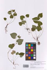 Viola riviniana Rchb., Eastern Europe, Moscow region (E4a) (Russia)