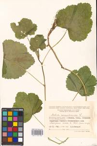 Malva sylvestris var. mauritiana (L.) Boiss., Eastern Europe, Moscow region (E4a) (Russia)