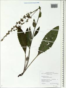Verbascum chaixii Vill., Eastern Europe, Middle Volga region (E8) (Russia)
