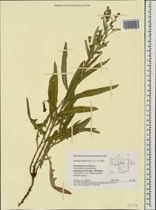 Lactuca tatarica (L.) C. A. Mey., Eastern Europe, Central region (E4) (Russia)