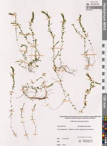 Callitriche hermaphroditica L., Siberia, Chukotka & Kamchatka (S7) (Russia)