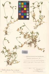 Cerastium furcatum Cham. & Schltdl., Siberia, Chukotka & Kamchatka (S7) (Russia)