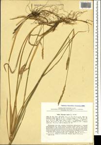 Elymus repens (L.) Gould, Caucasus, Georgia (K4) (Georgia)