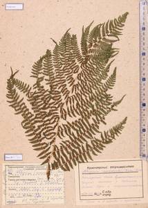 Athyrium monomachii (Kom.) Kom., Siberia, Altai & Sayany Mountains (S2) (Russia)