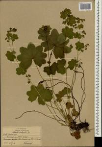 Alchemilla schistophylla Juz., Eastern Europe, Moscow region (E4a) (Russia)