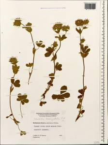 Potentilla brachypetala Fisch. & C. A. Mey. ex Lehm., Caucasus, Stavropol Krai, Karachay-Cherkessia & Kabardino-Balkaria (K1b) (Russia)