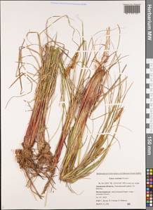 Carex rostrata Stokes, Siberia, Russian Far East (S6) (Russia)