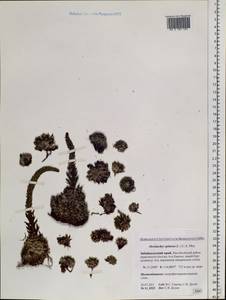 Orostachys spinosa (L.) Mey. ex A. Berger, Siberia, Baikal & Transbaikal region (S4) (Russia)