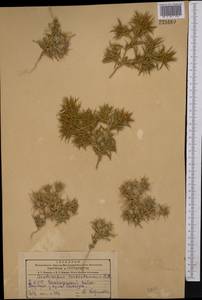 Ceratocarpus arenarius L., Middle Asia, Kopet Dag, Badkhyz, Small & Great Balkhan (M1) (Turkmenistan)