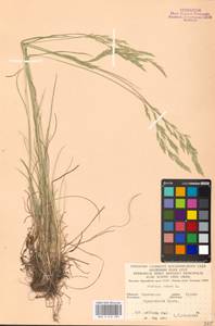 Festuca rubra L., Eastern Europe, North Ukrainian region (E11) (Ukraine)