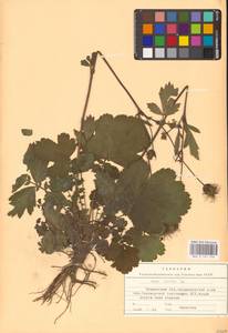 Geum rivale L., Eastern Europe, Northern region (E1) (Russia)